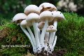 Candolleomyces leucotephrus-amf1586